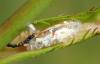 Episyrphus balteatus